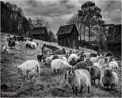 Schafe als Landschaftspfleger