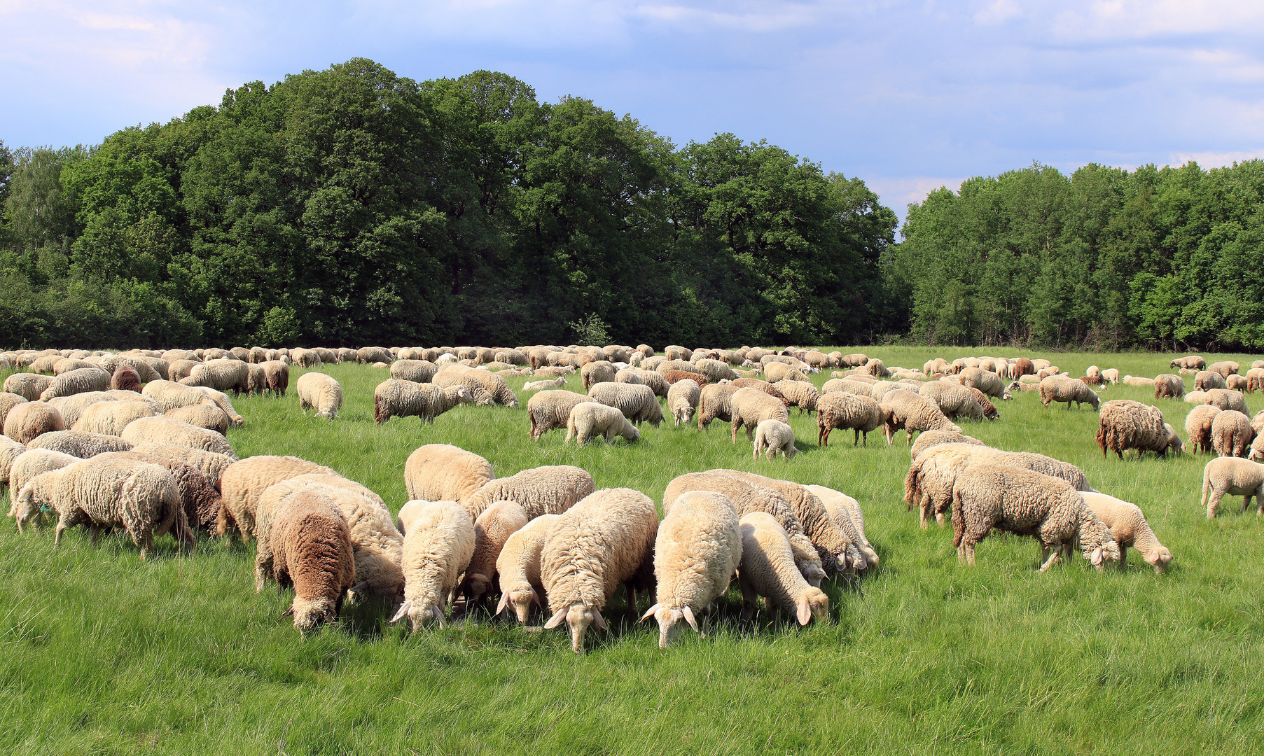 Schafe als Landschaftspfleger in der Weidelandschaft auf dem Kleiberg bei Soest