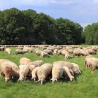 Schafe als Landschaftspfleger in der Weidelandschaft auf dem Kleiberg bei Soest