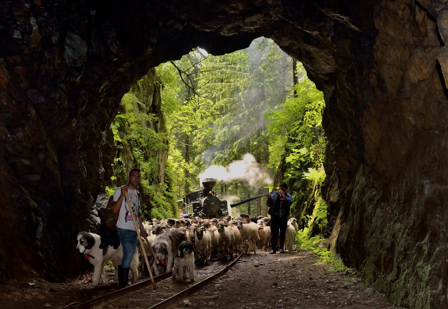 Schafe am 2.Tunnel