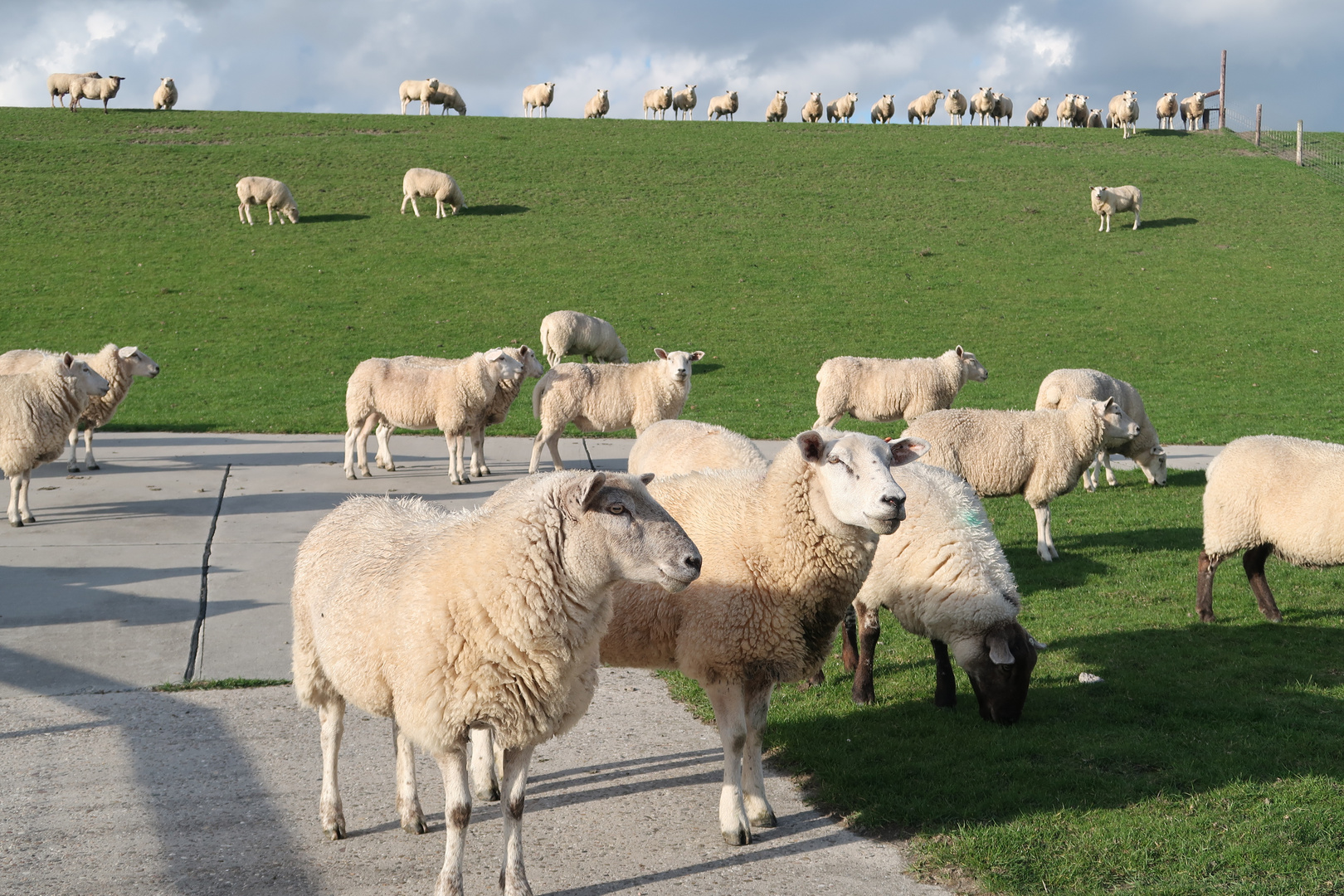  Schafe  am Deich Foto Bild  deutschland europe 