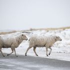 Schafe am Ellenbogen