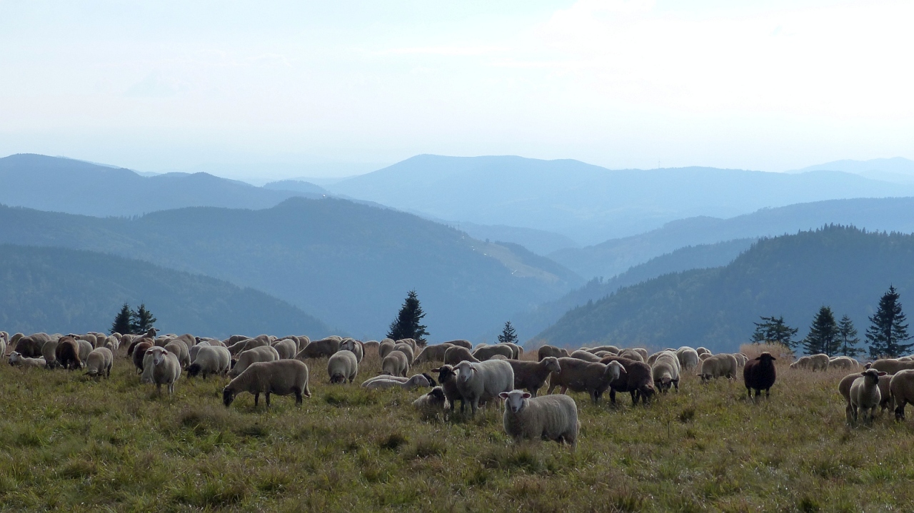 Schafe am Feldberg