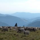 Schafe am Feldberg