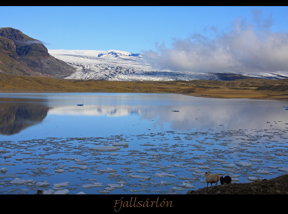 Schafe am Fjallsárlón