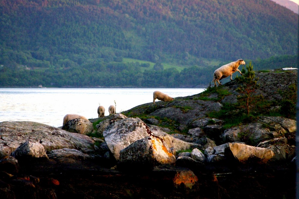 Schafe am Fjord