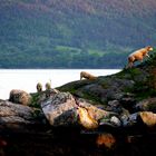 Schafe am Fjord