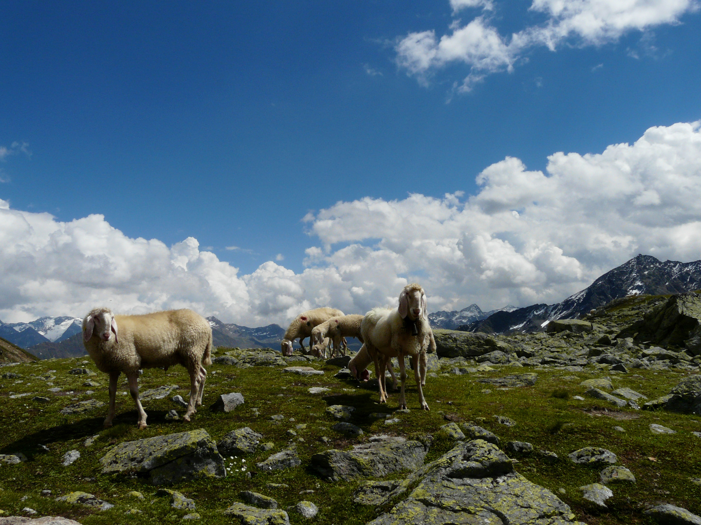 Schafe am Gaislach-See