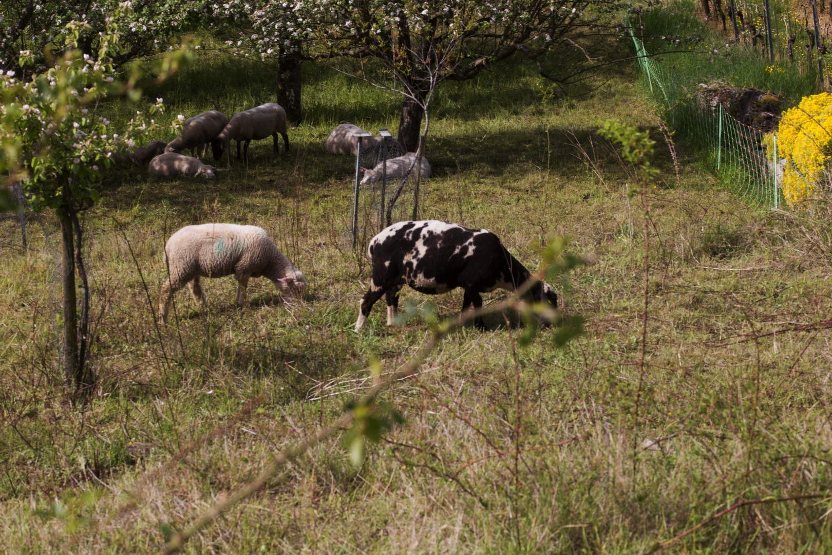Schafe am Geigersberg