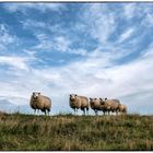Schafe am Huntedeich