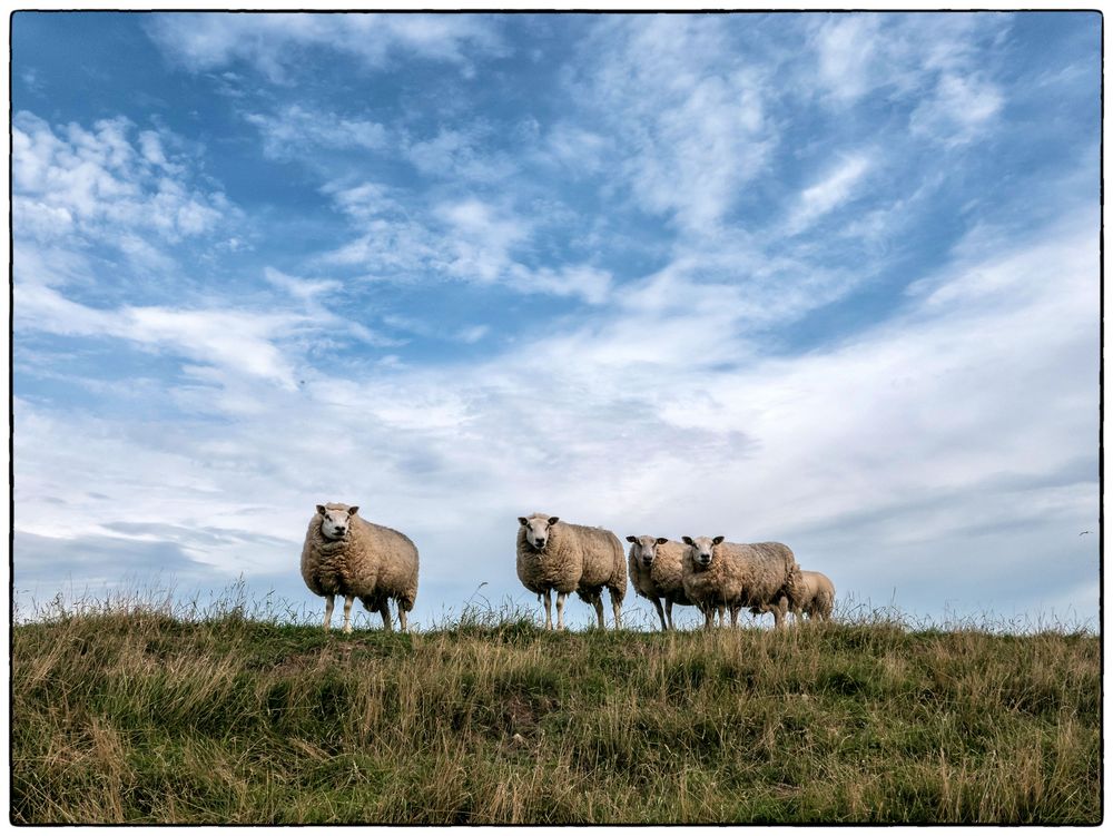 Schafe am Huntedeich