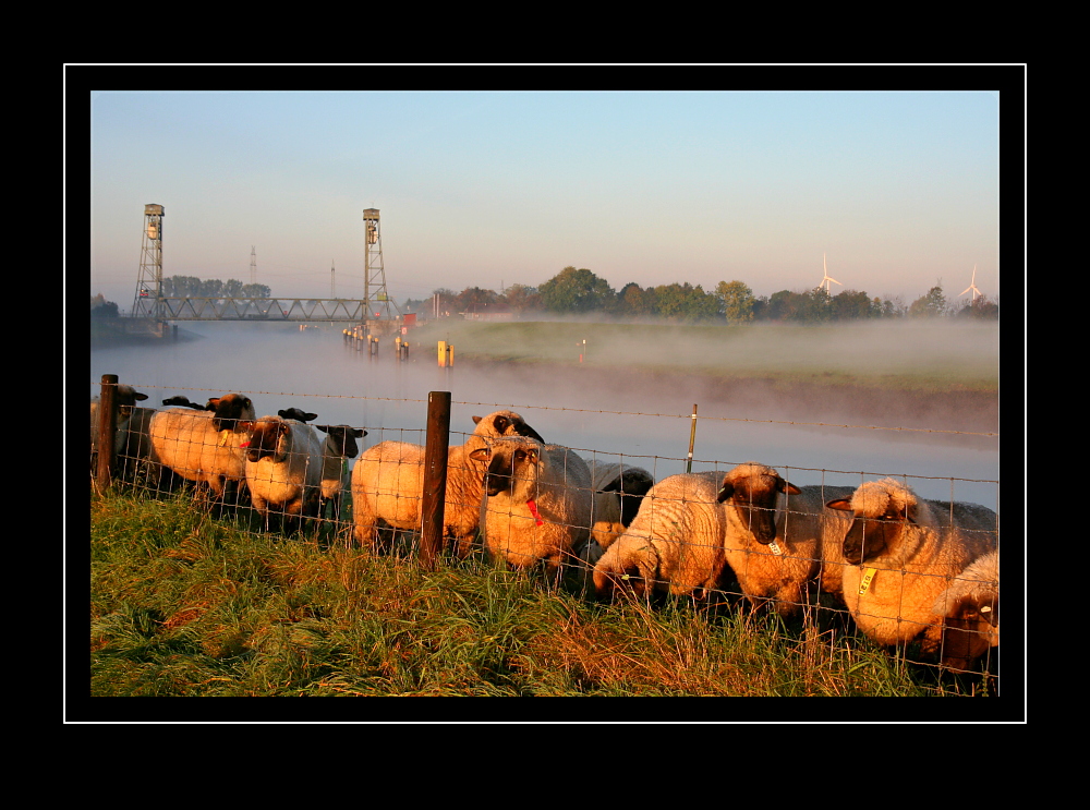 Schafe am Huntedeich