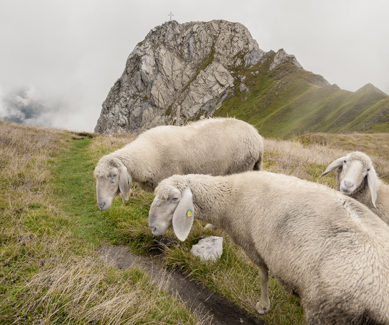 Schafe am Kaiserjoch