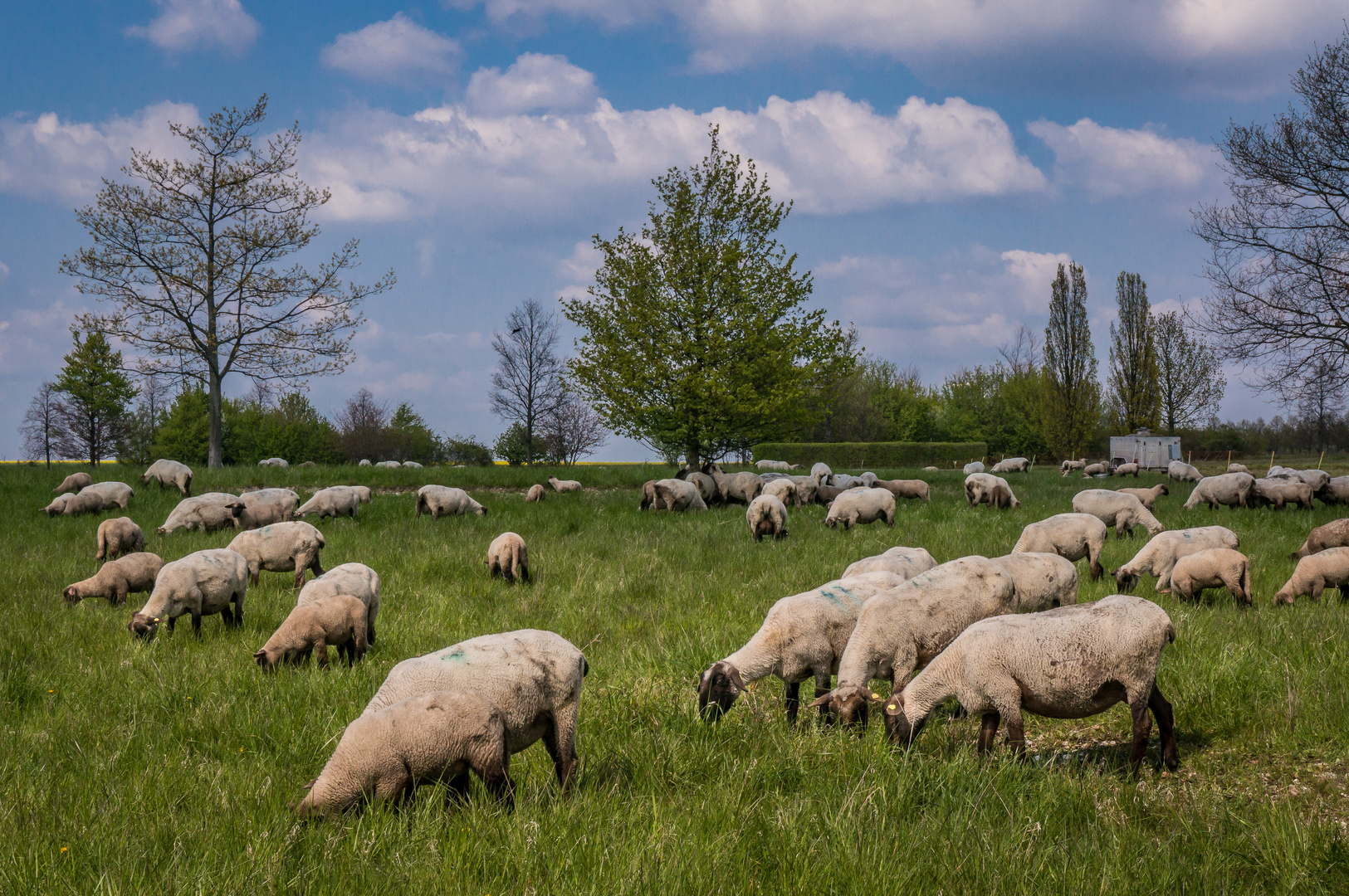 Schafe am Kronsberg - Hannover