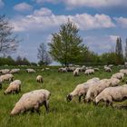 Schafe am Kronsberg - Hannover