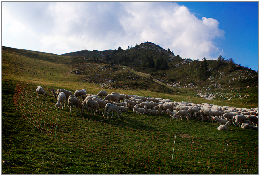 Schafe am Monte Baldo