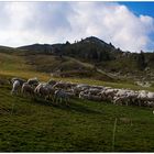 Schafe am Monte Baldo