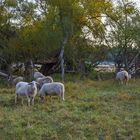 Schafe am Morgen