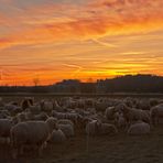 Schafe am Morgen vertreiben Kummer und Sorgen