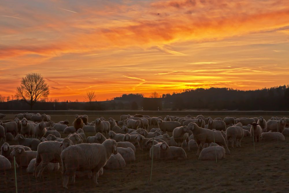 Schafe am Morgen vertreiben Kummer und Sorgen