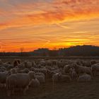 Schafe am Morgen vertreiben Kummer und Sorgen