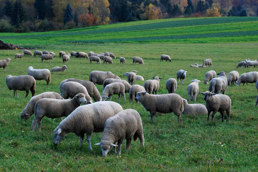 Schafe am Nachmittag