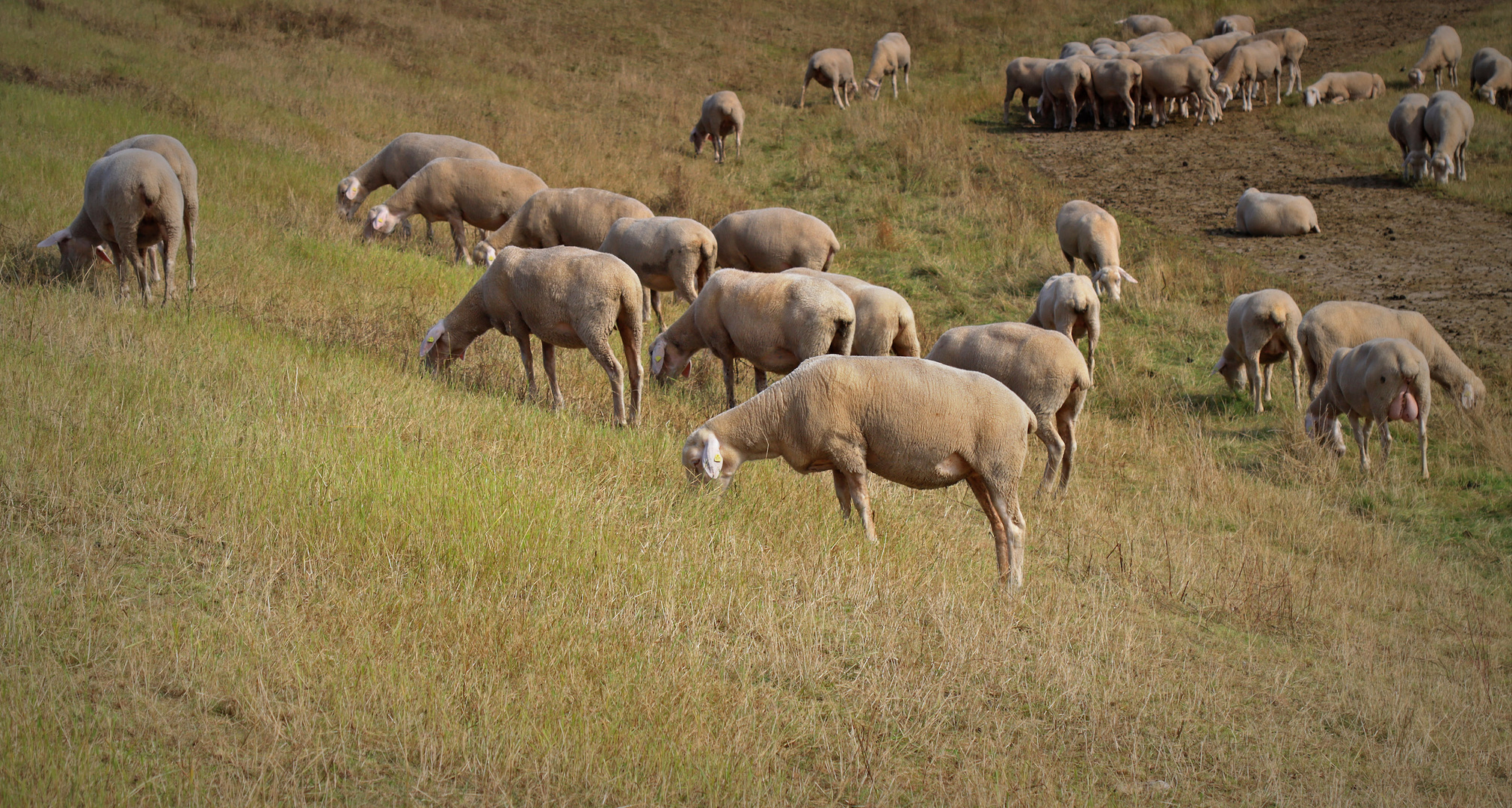 Schafe am Niederrhein (2)