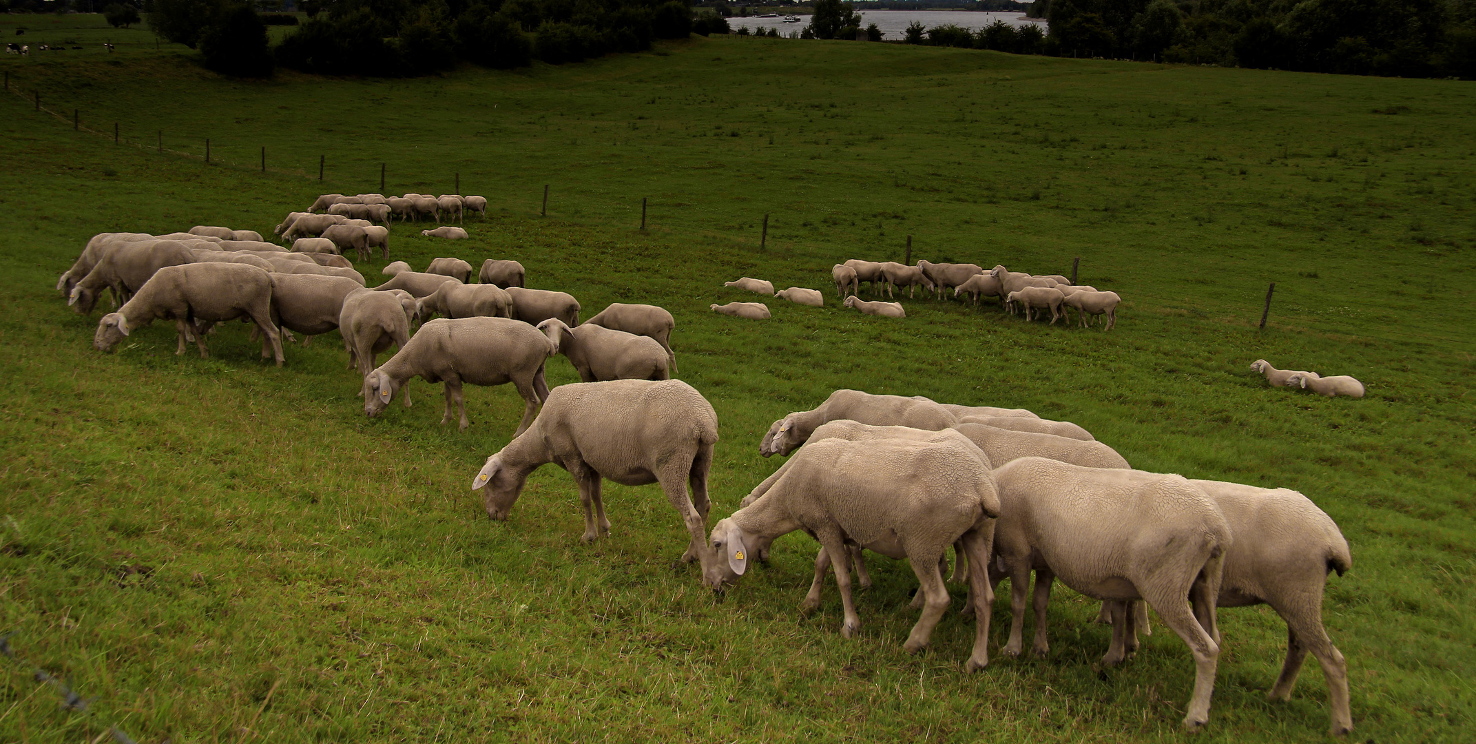 Schafe am Niederrhein