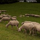 Schafe am Niederrhein