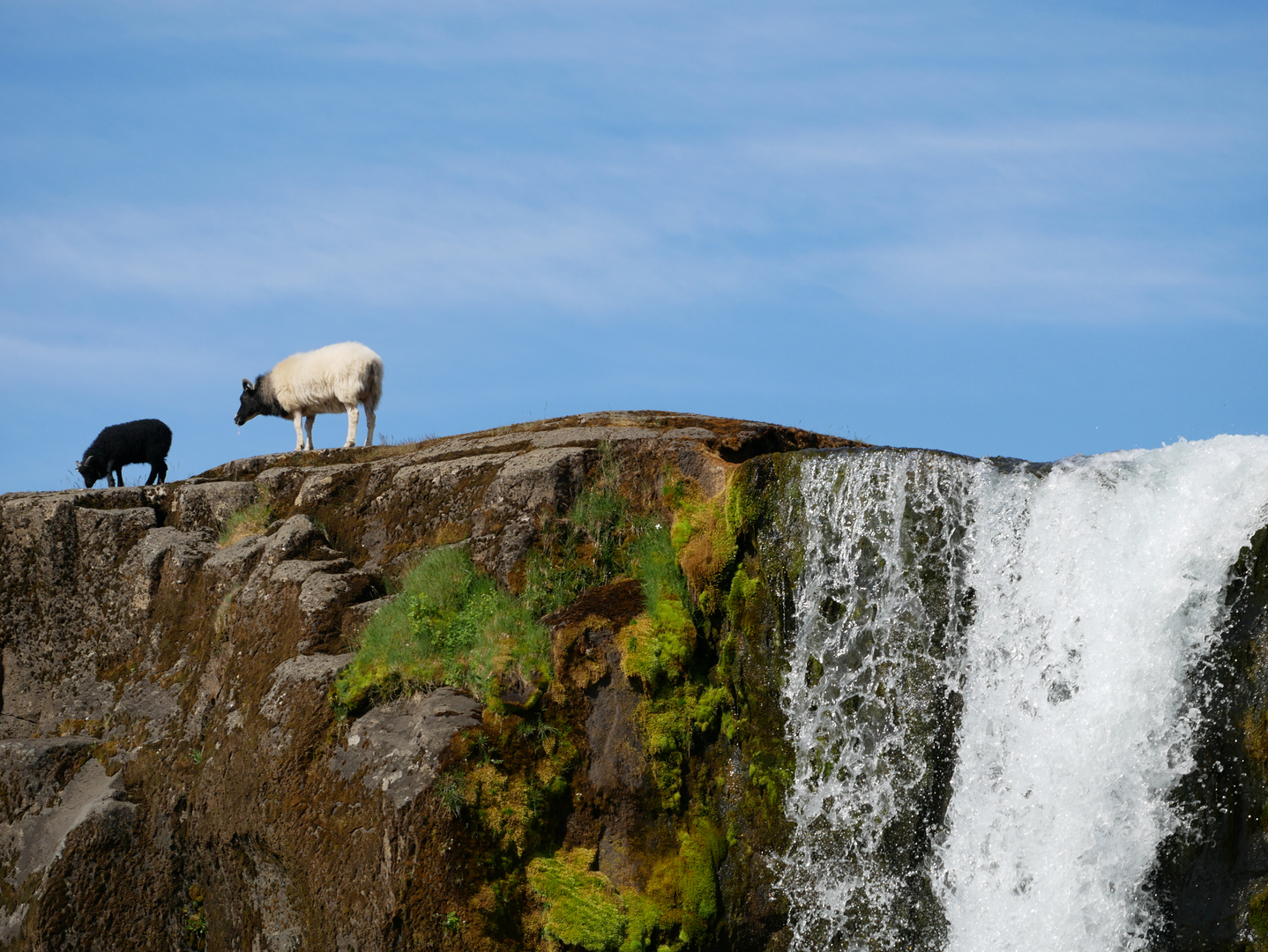 Schafe am Oxararfoss