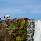 Schafe am Oxararfoss