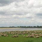 Schafe am Rhein