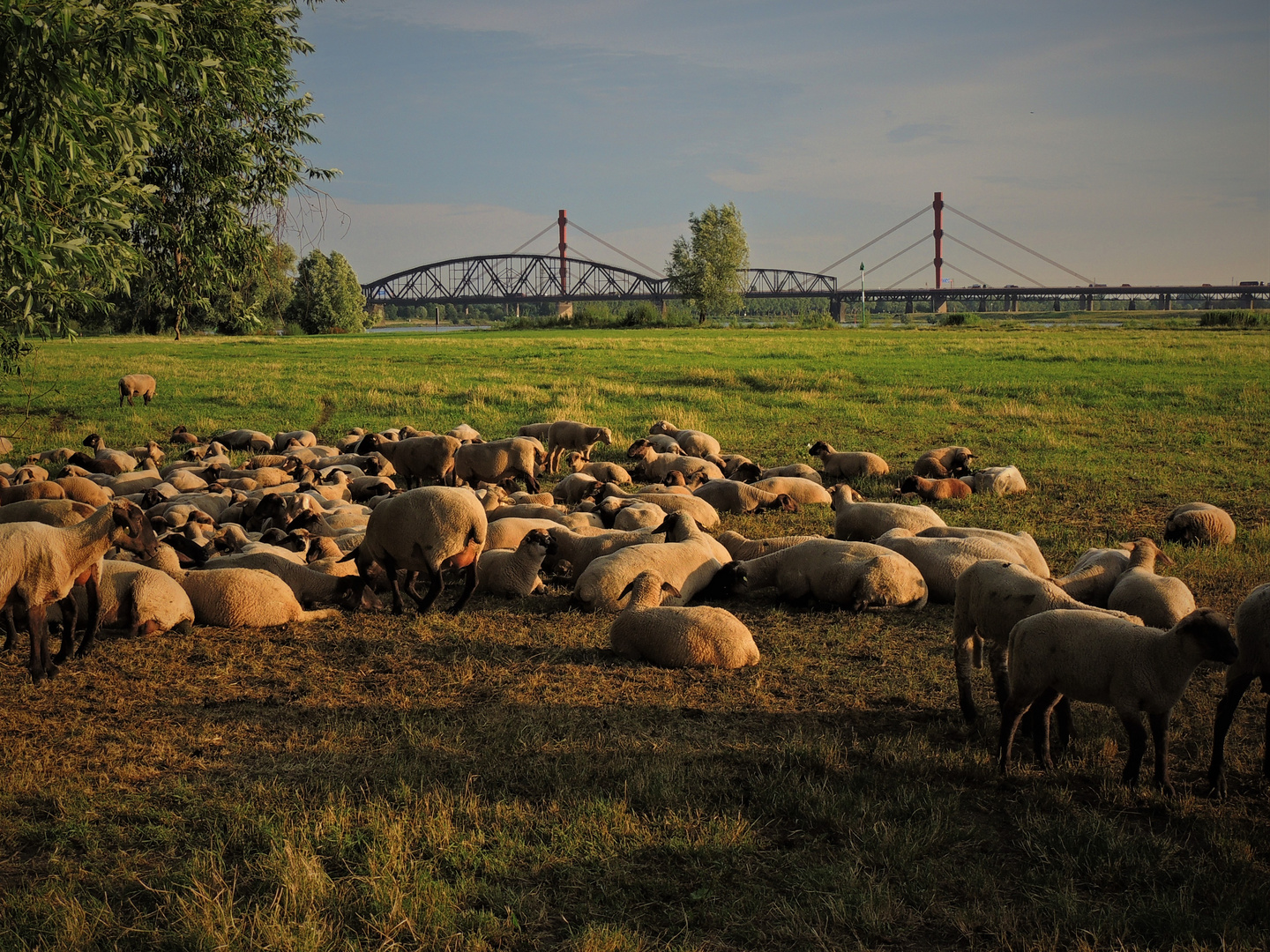 Schafe am Rhein