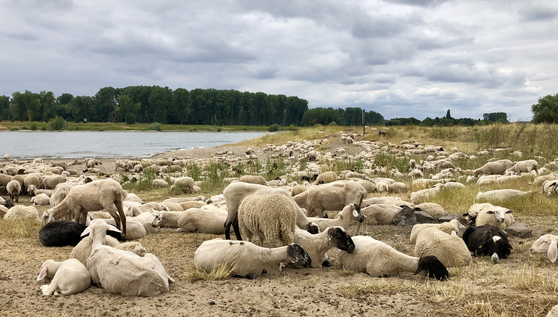 Schafe am Rhein 