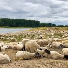 Schafe am Rhein 