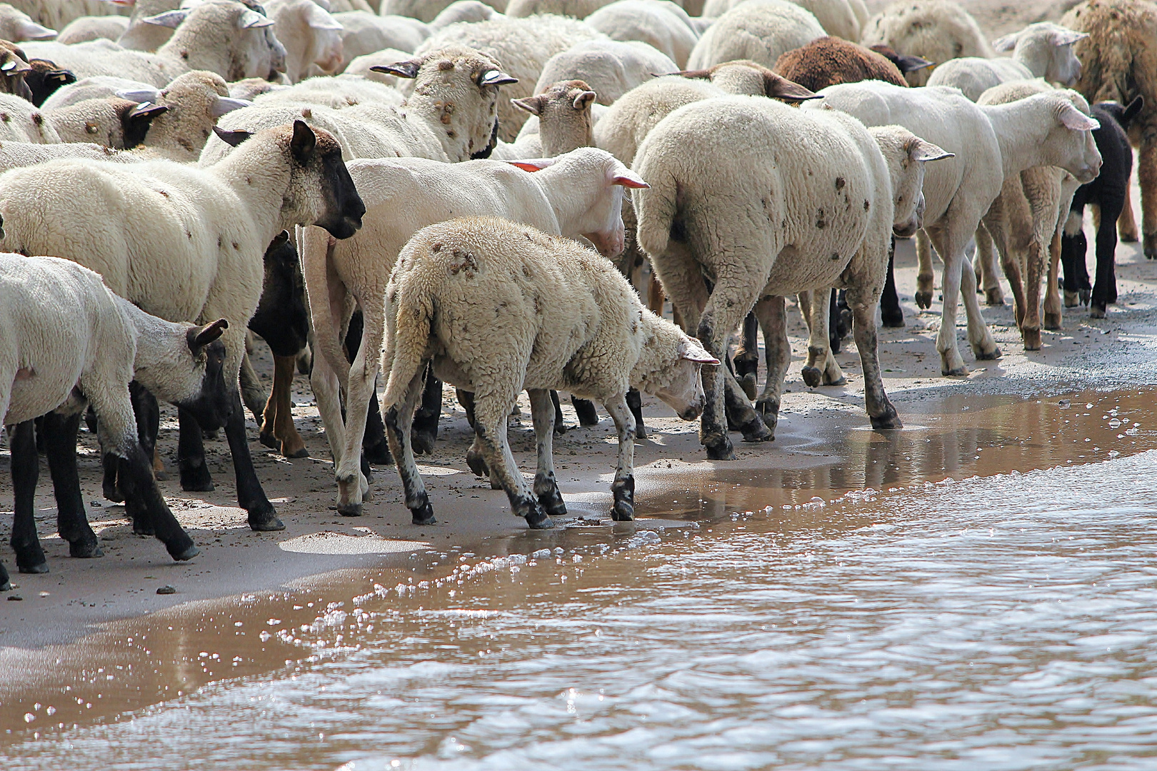 Schafe am (Rhein-) Strand