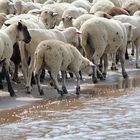 Schafe am (Rhein-) Strand