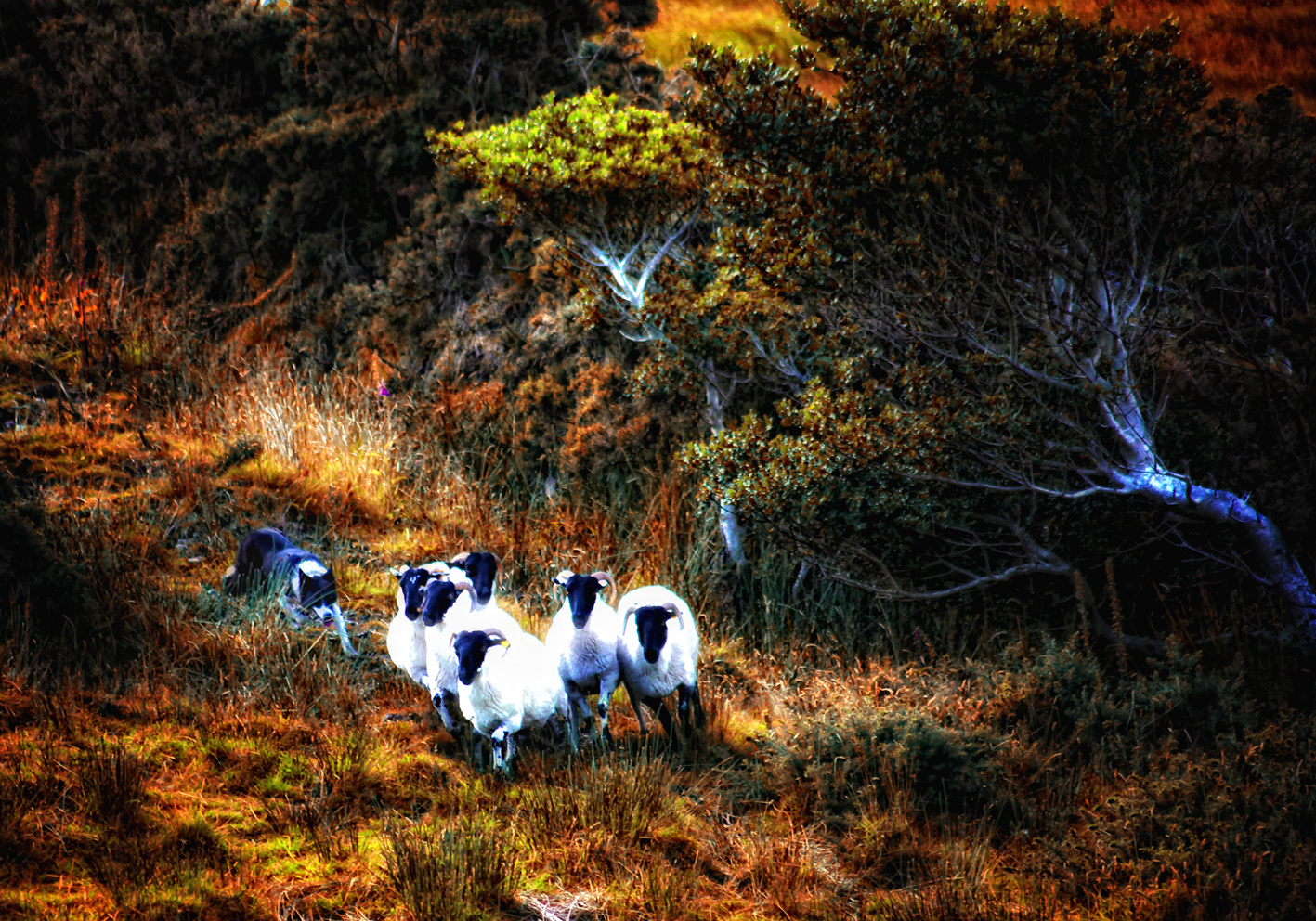 Schafe am Ring of Kerry