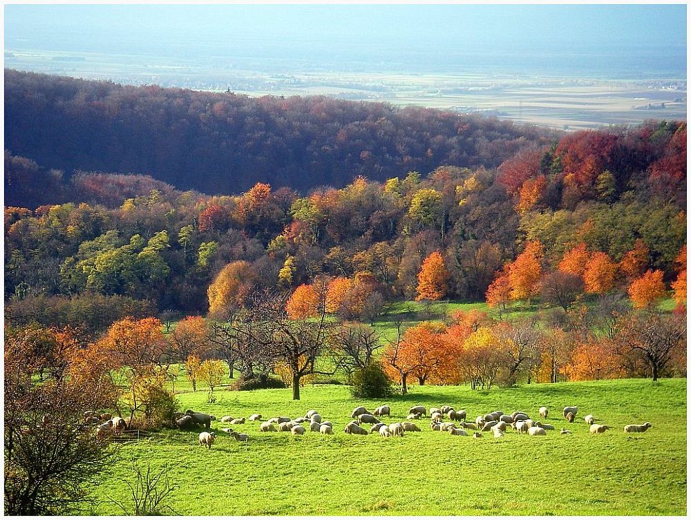 Schafe am Schönberg zu Freiburg