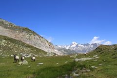 schafe am siedelhorn/ berner oberland