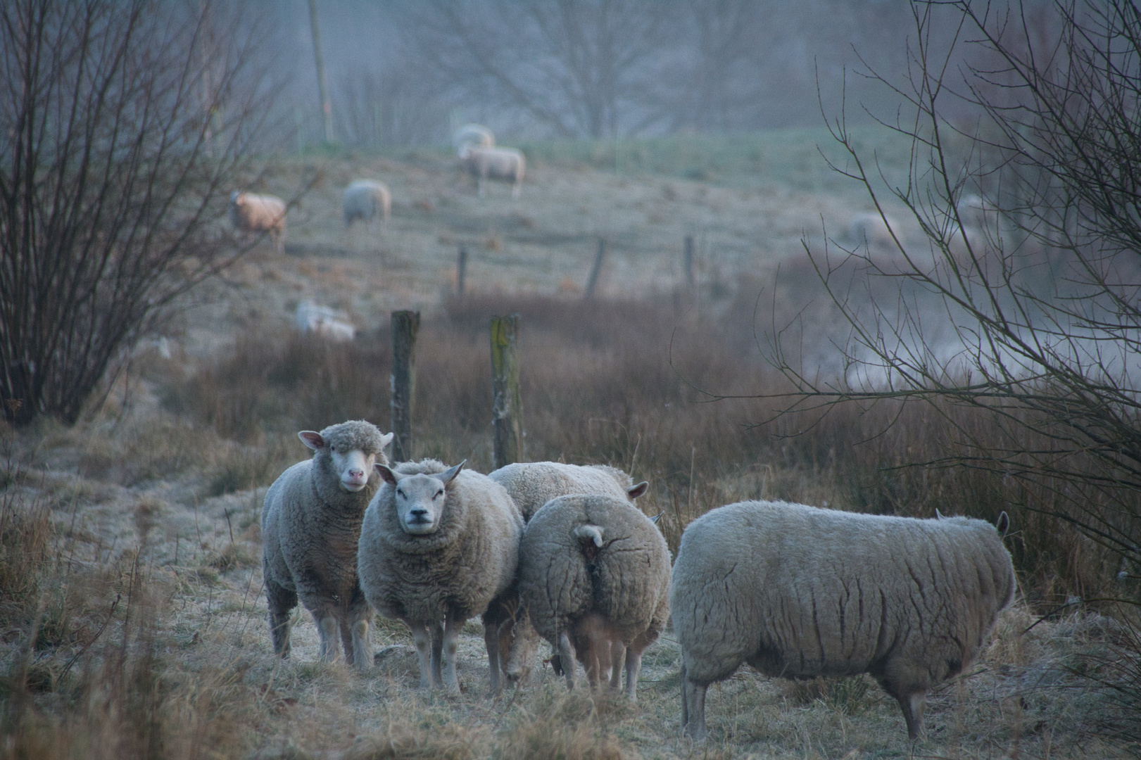 Schafe am Steinhorster Becken.