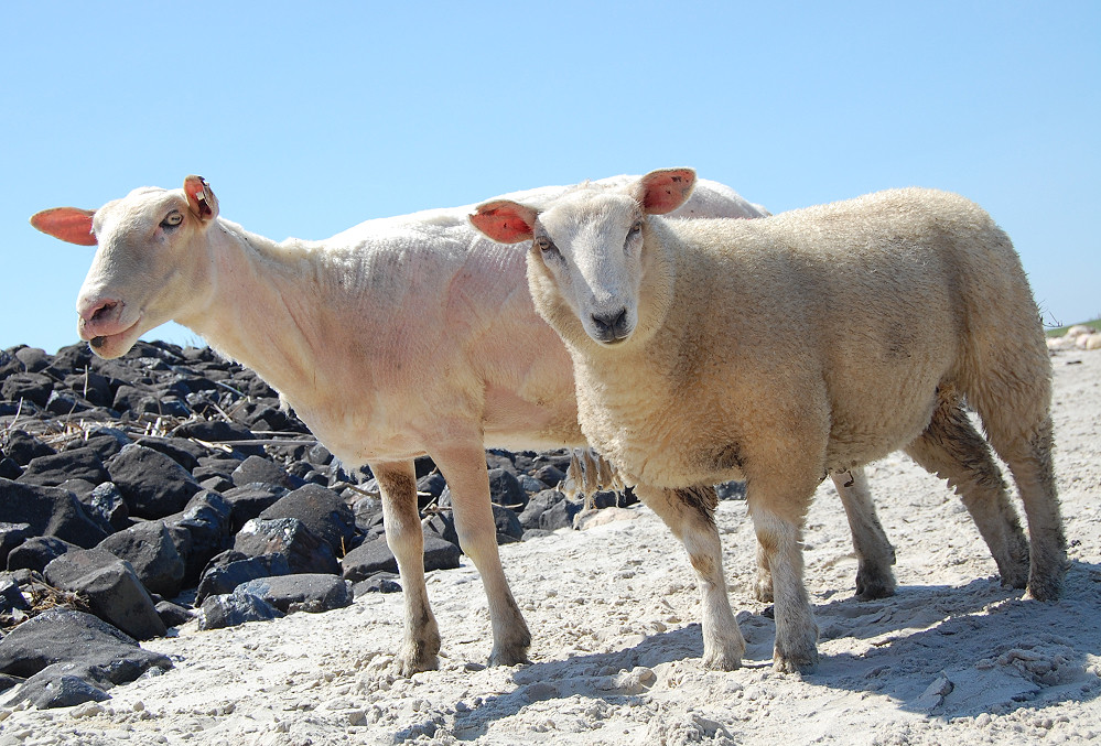 Schafe am Strand