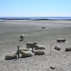 Schafe am Strand (Eiderstedt)