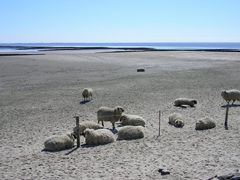 Schafe am Strand (Eiderstedt)