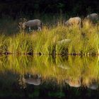 Schafe am Weiher