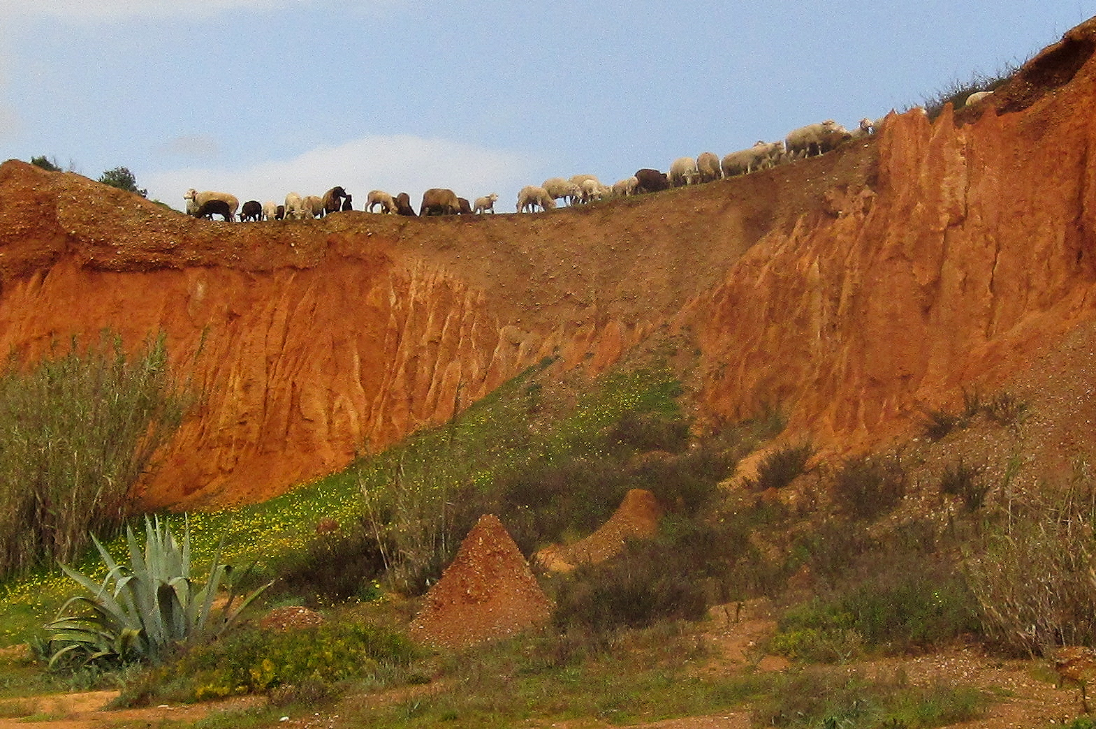 Schafe an der Algarve, Praia de Falesia