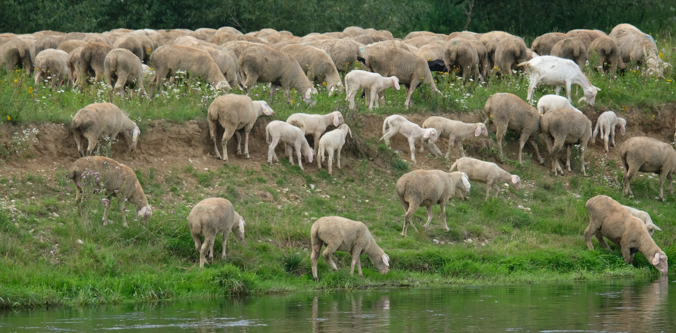 Schafe an der Donau