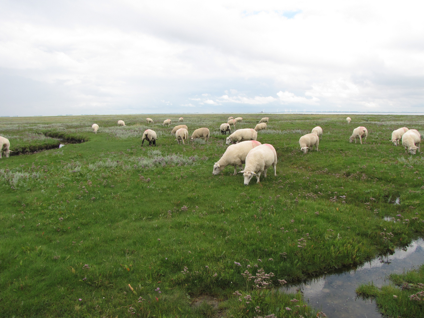 Schafe an der Eider