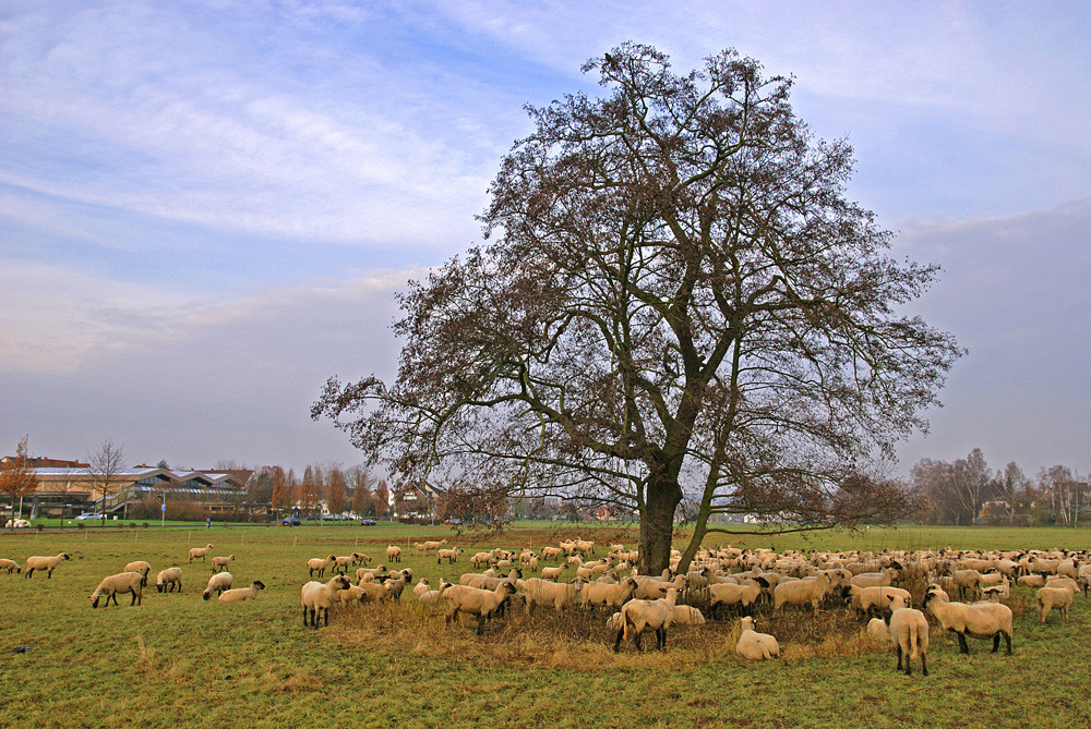 Schafe an der Mehrzweckhalle