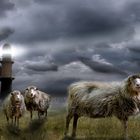 Schafe an der Ostsee